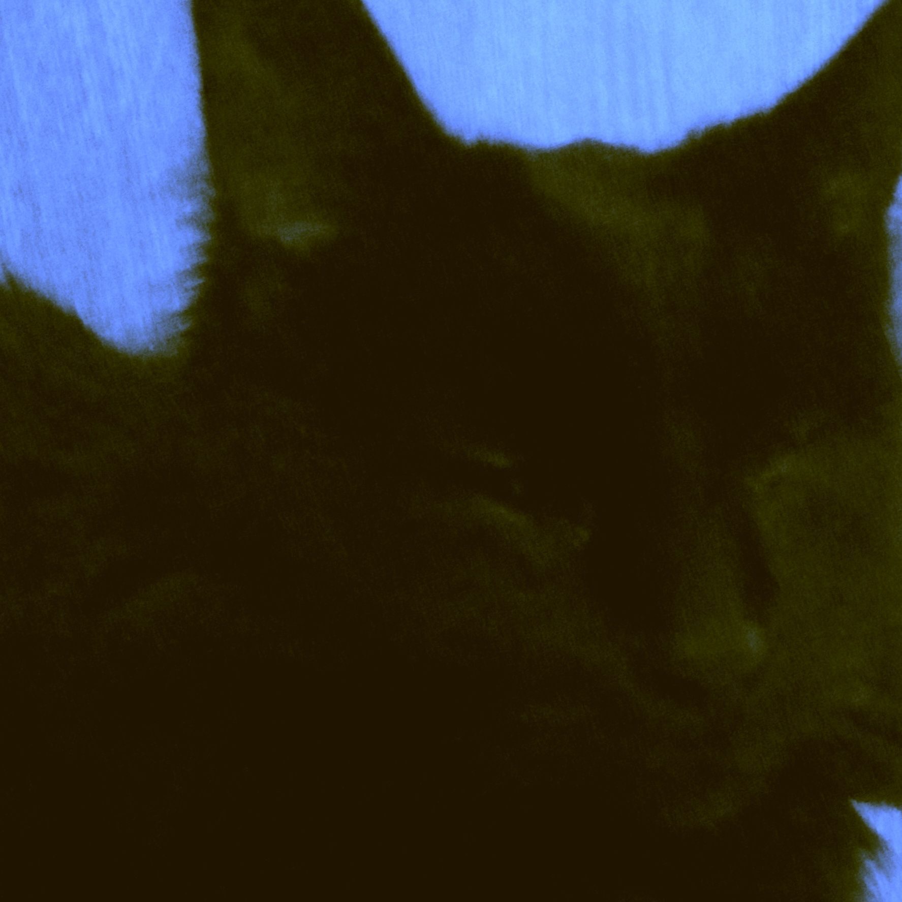 Pop-art photo of black cat