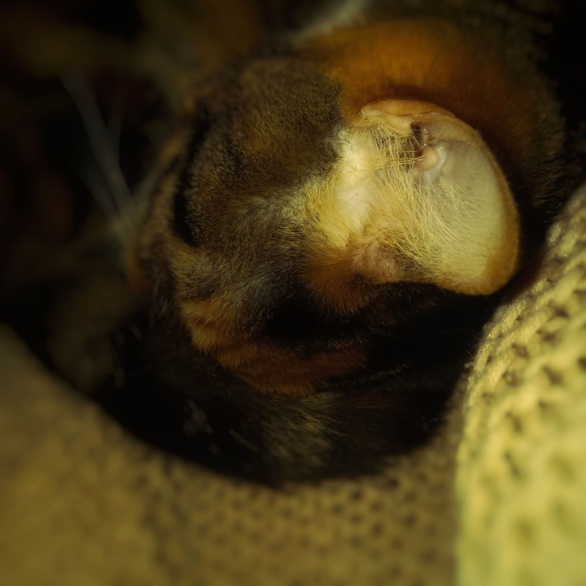 Closeup photo of calico cat's ear