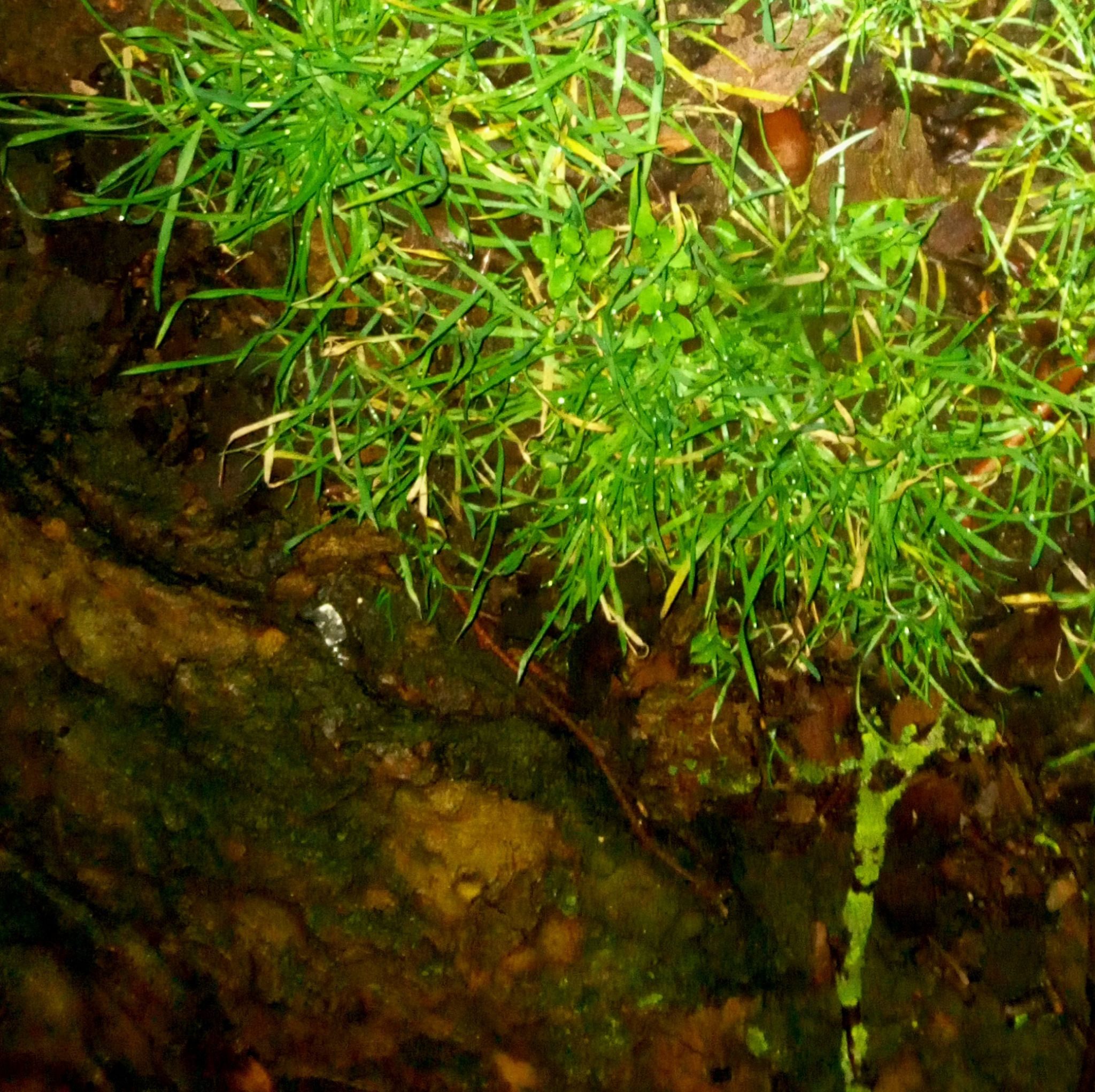 Night-time photo of patch of bright green grass