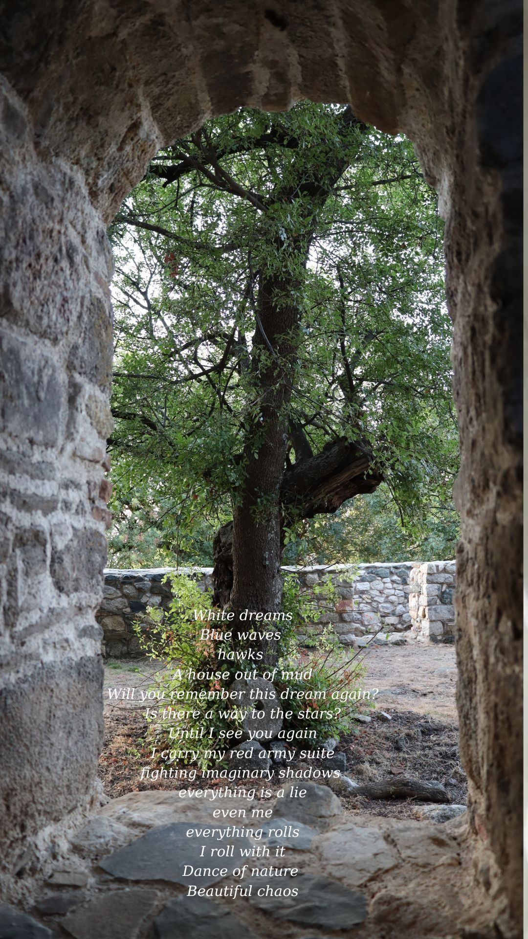 An image of an olive tree with a poem