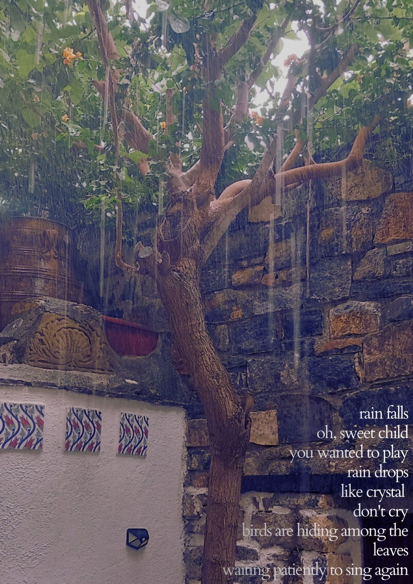 Photography with text [a tree in a yard, the leaves and rain drops fall among the leaves]