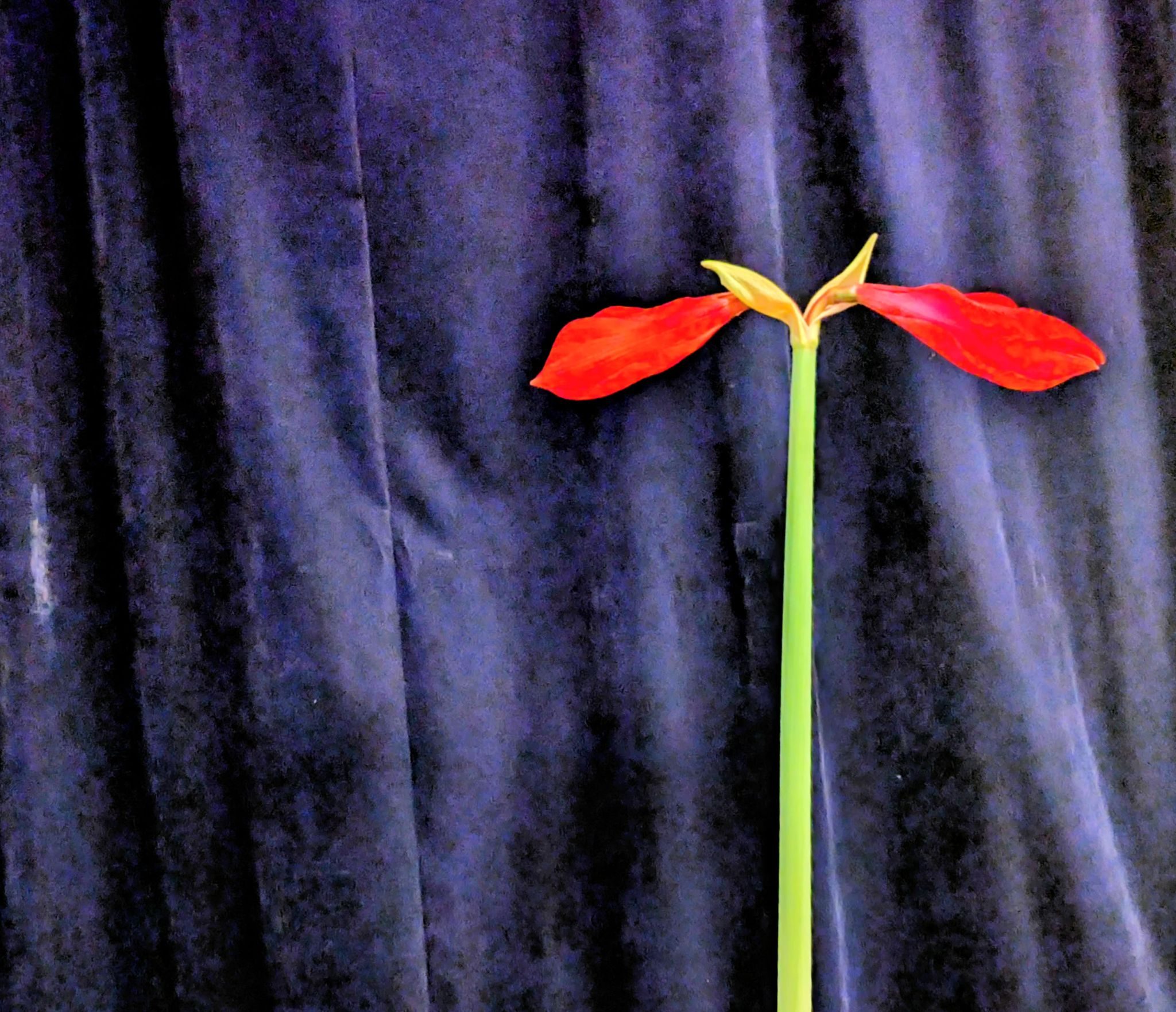 Amaryllis plant on black curtain