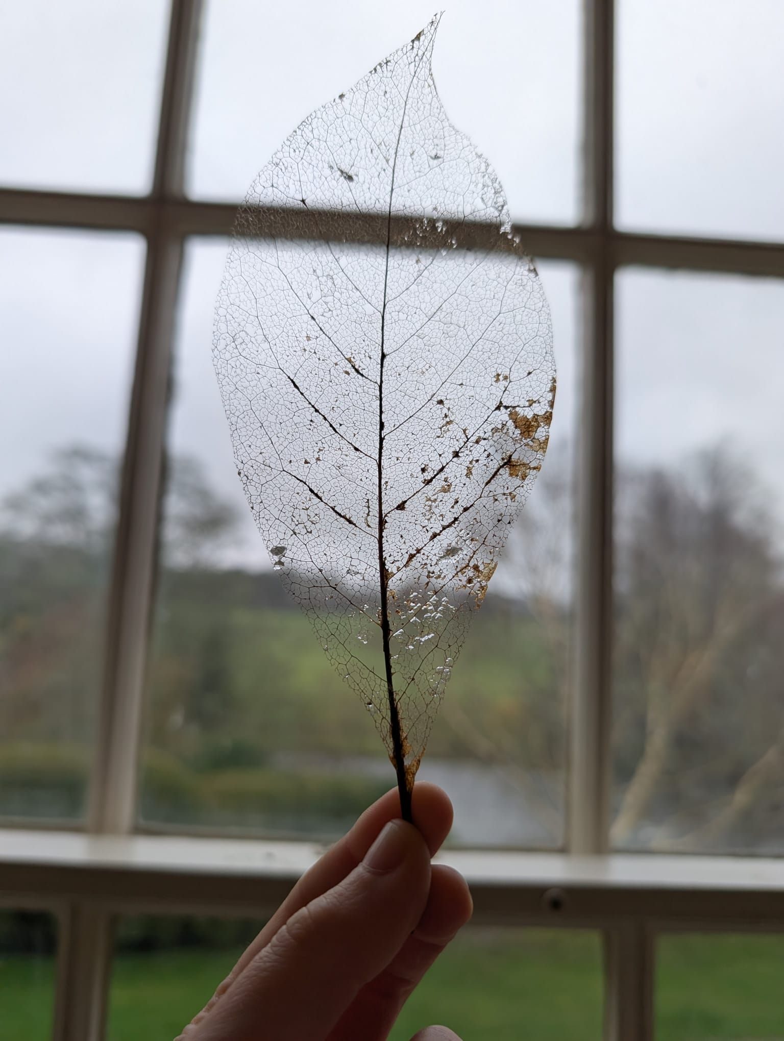 See through skeleton leaf grid up to window with rural landscape behind