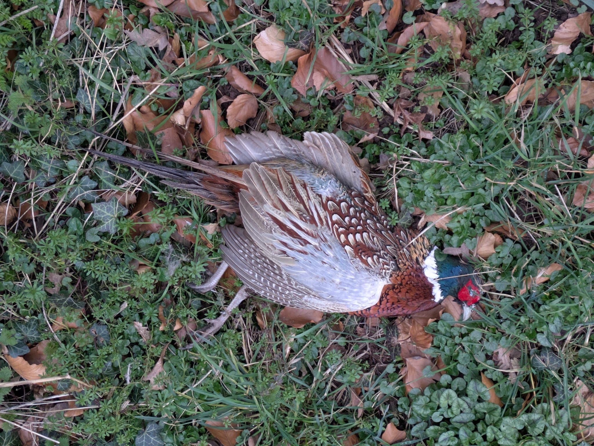 Dead pheasant