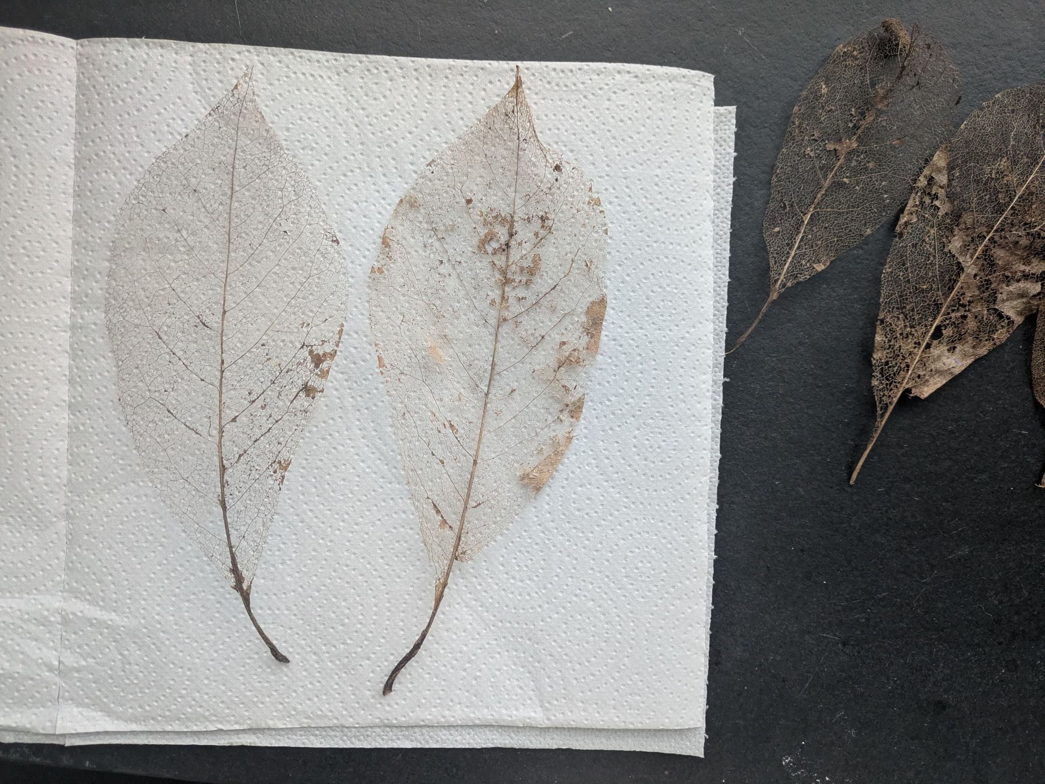 Skeleton feathers drying on paper towel