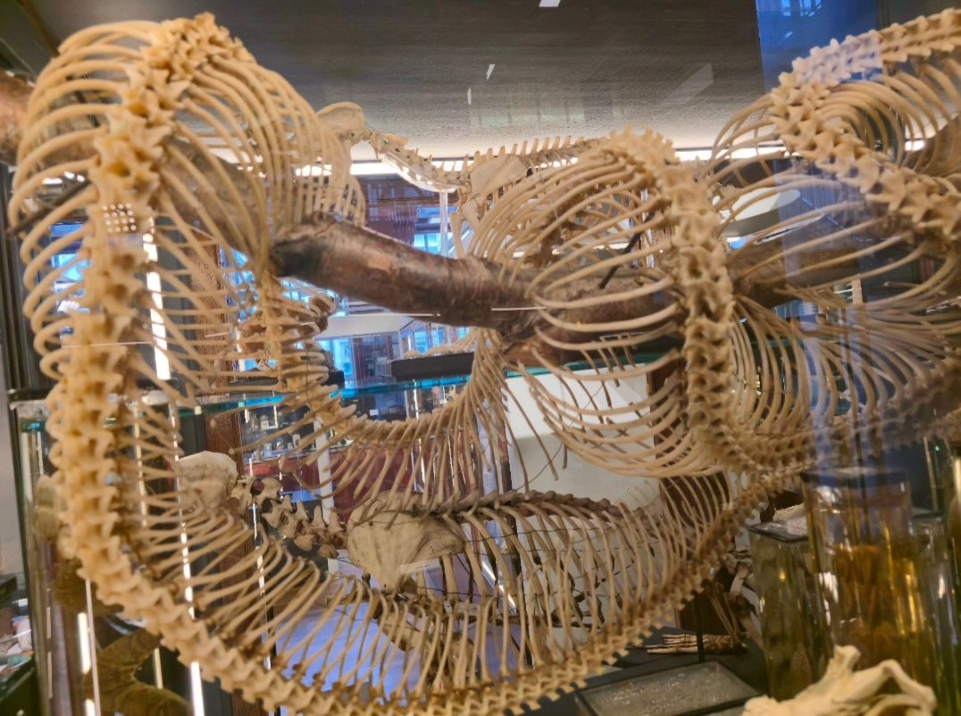 Snake skeleton