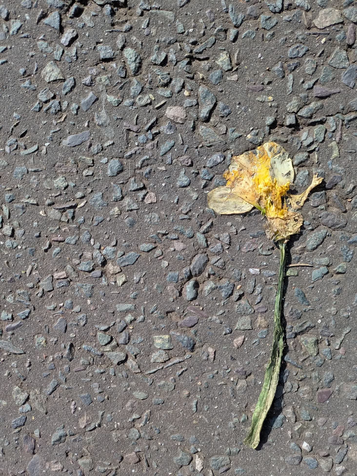 Squashed daffodil on pavement