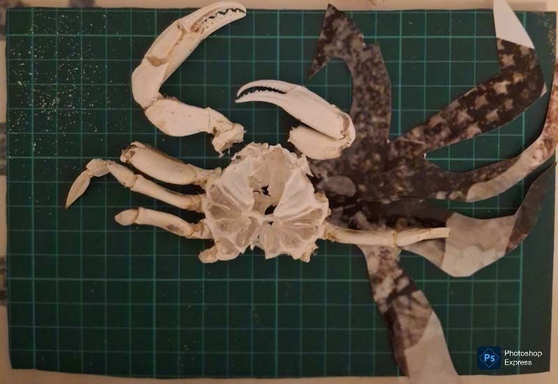 Crab and collage