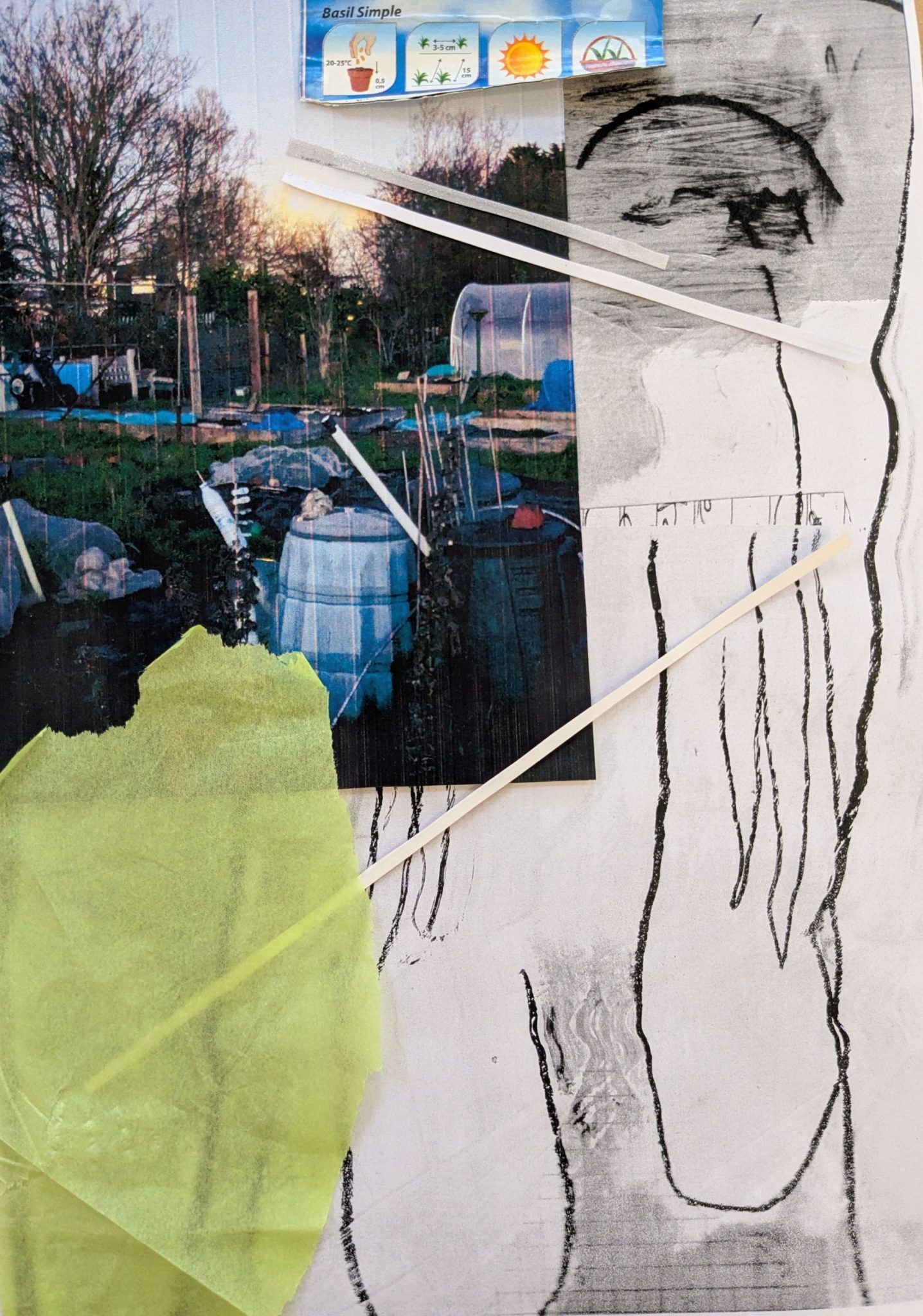 Photo collage. Allotment pic on top of an abstract naked woman, with green tissue paper