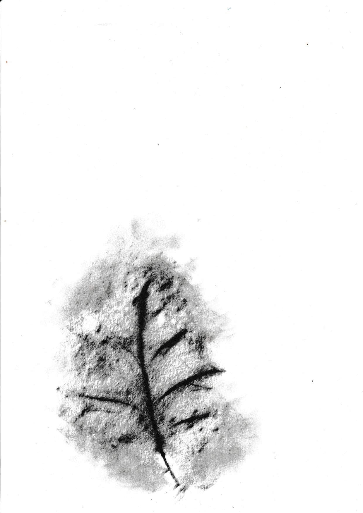 Charcoal rubbing of a leaf, digital scan