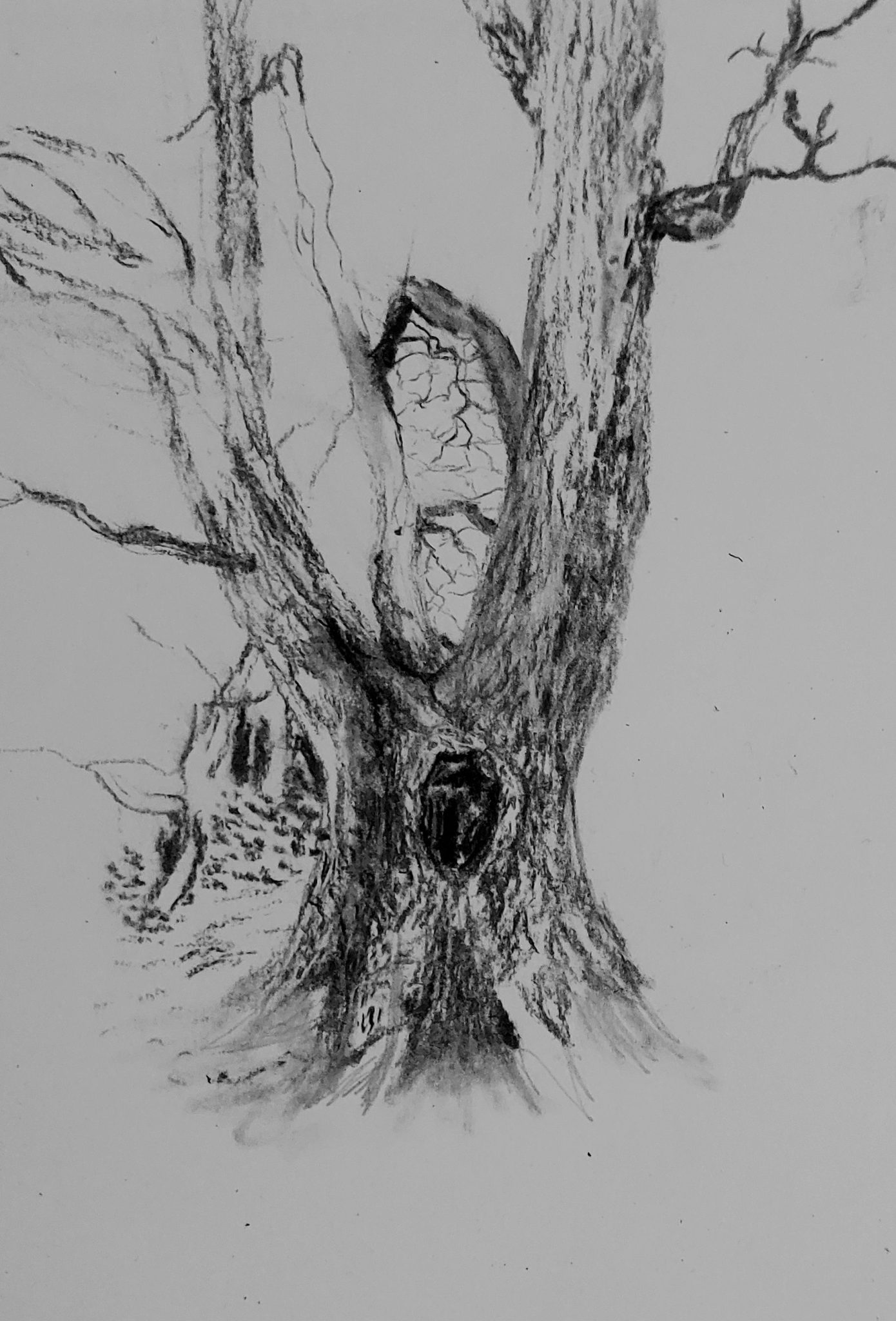 Charcoal drawing of a tree