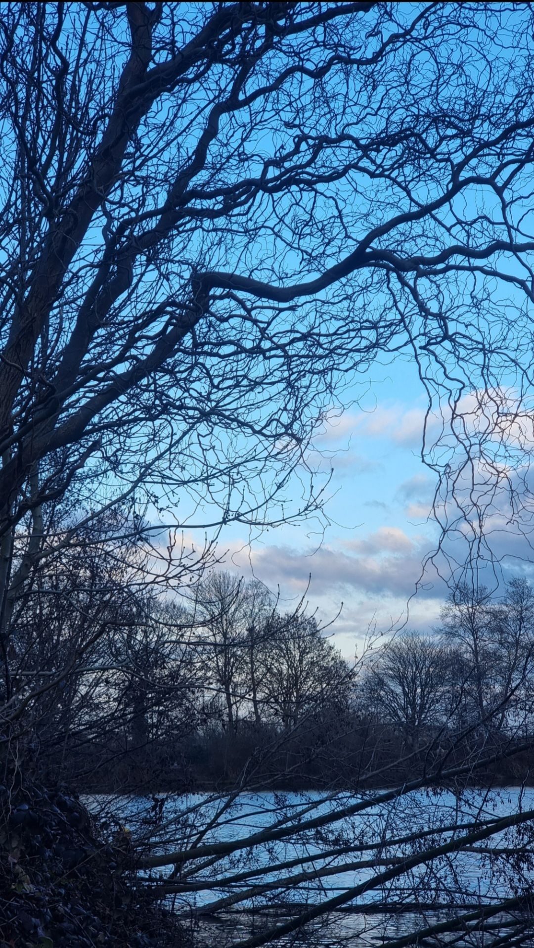 Lake a tree which branches spirals