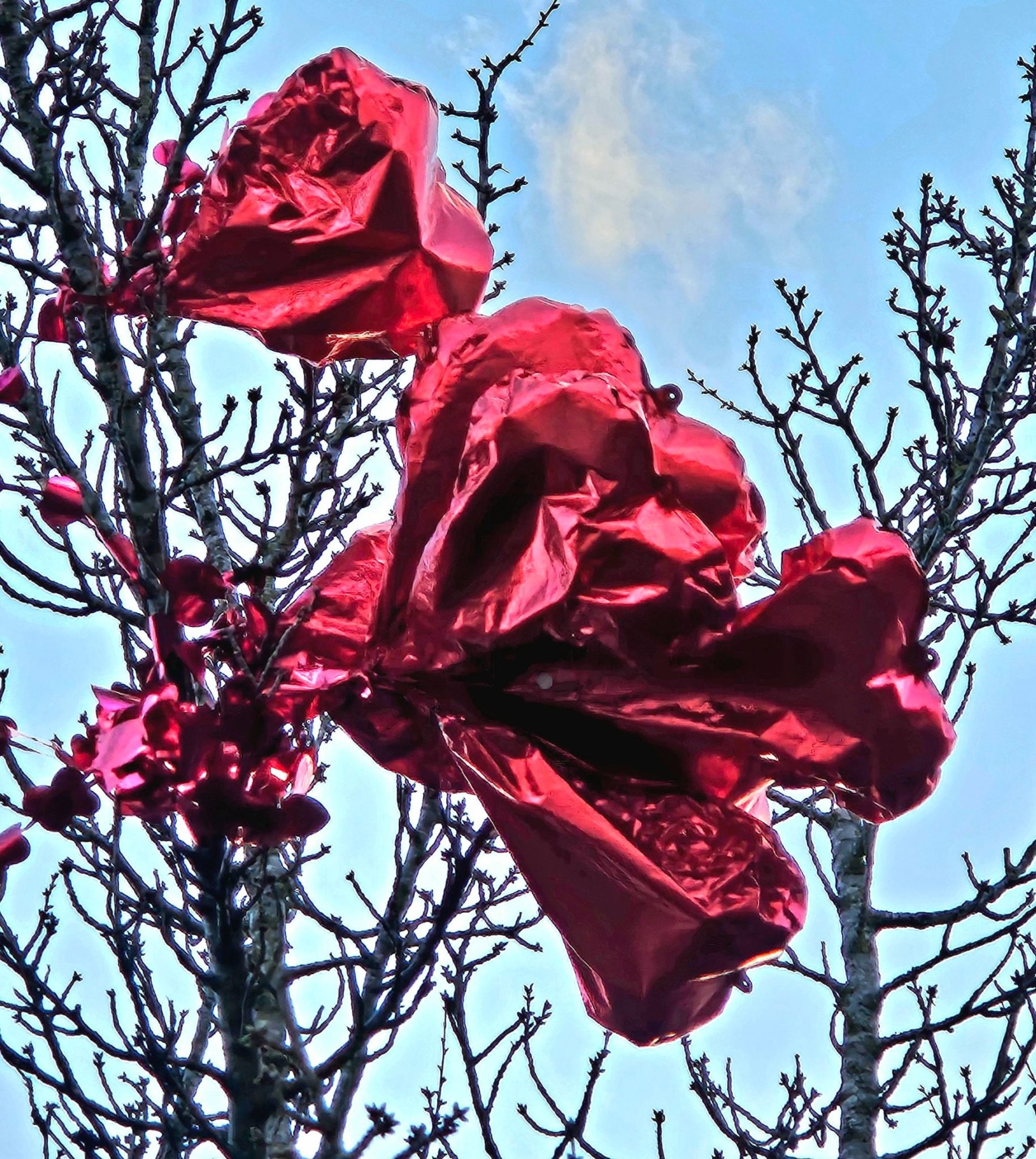 Photograph of helium heart balloons in a tree