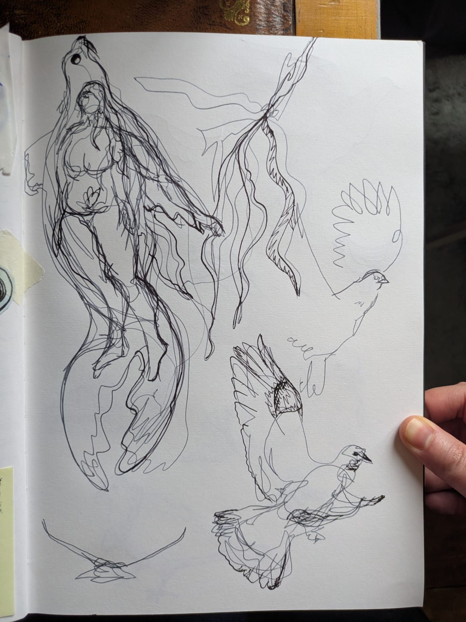 Biro and dip pen wiggly drawing of a seal with a woman inside, her hair and hand connecting to seaweed. Also some pigeons
