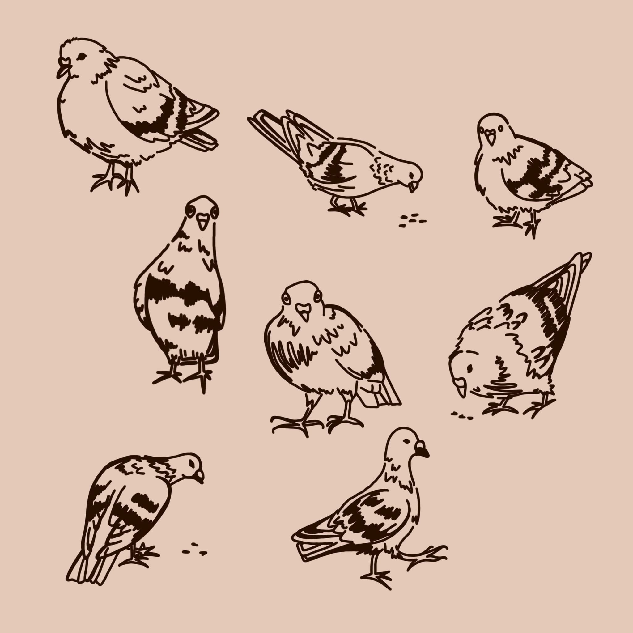 A selection of pigeon drawings