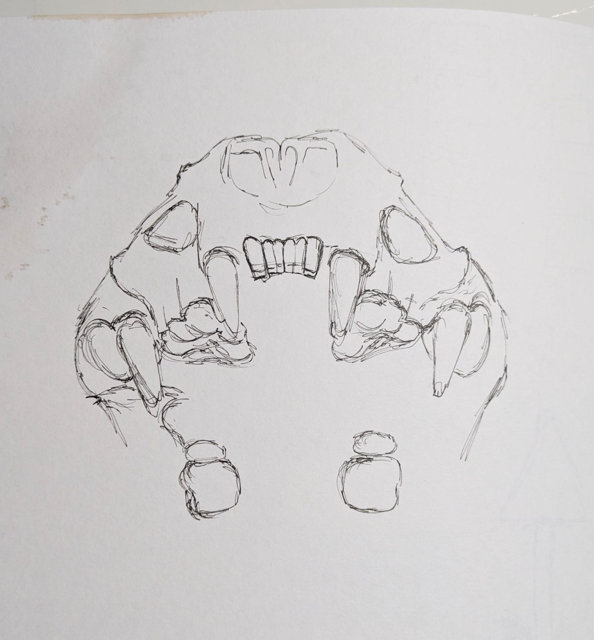 Unfinished ink drawing of the open jaws of a sea otter skull