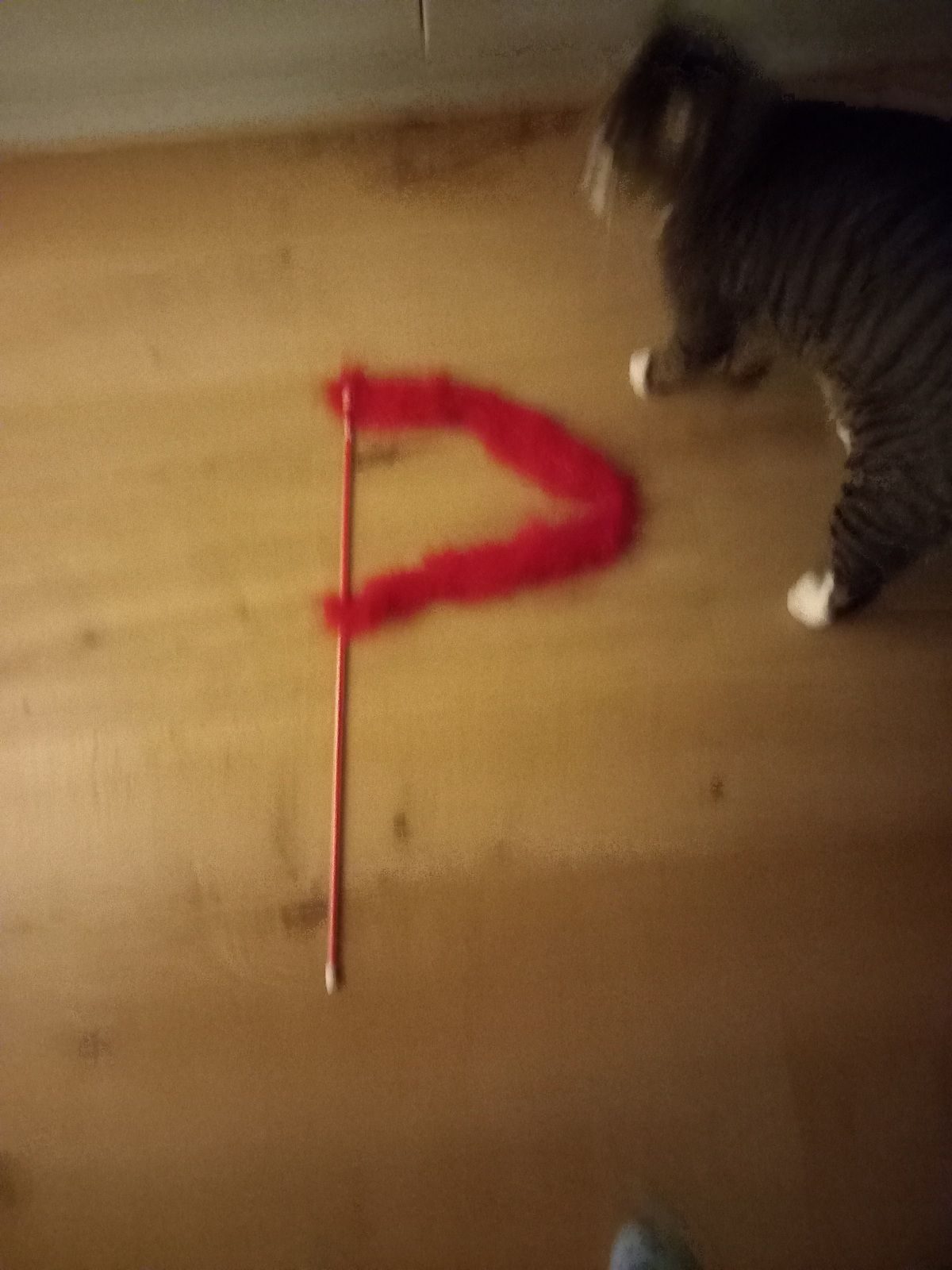 Cat with fluffy red cat toy shaped into a warning flag shape