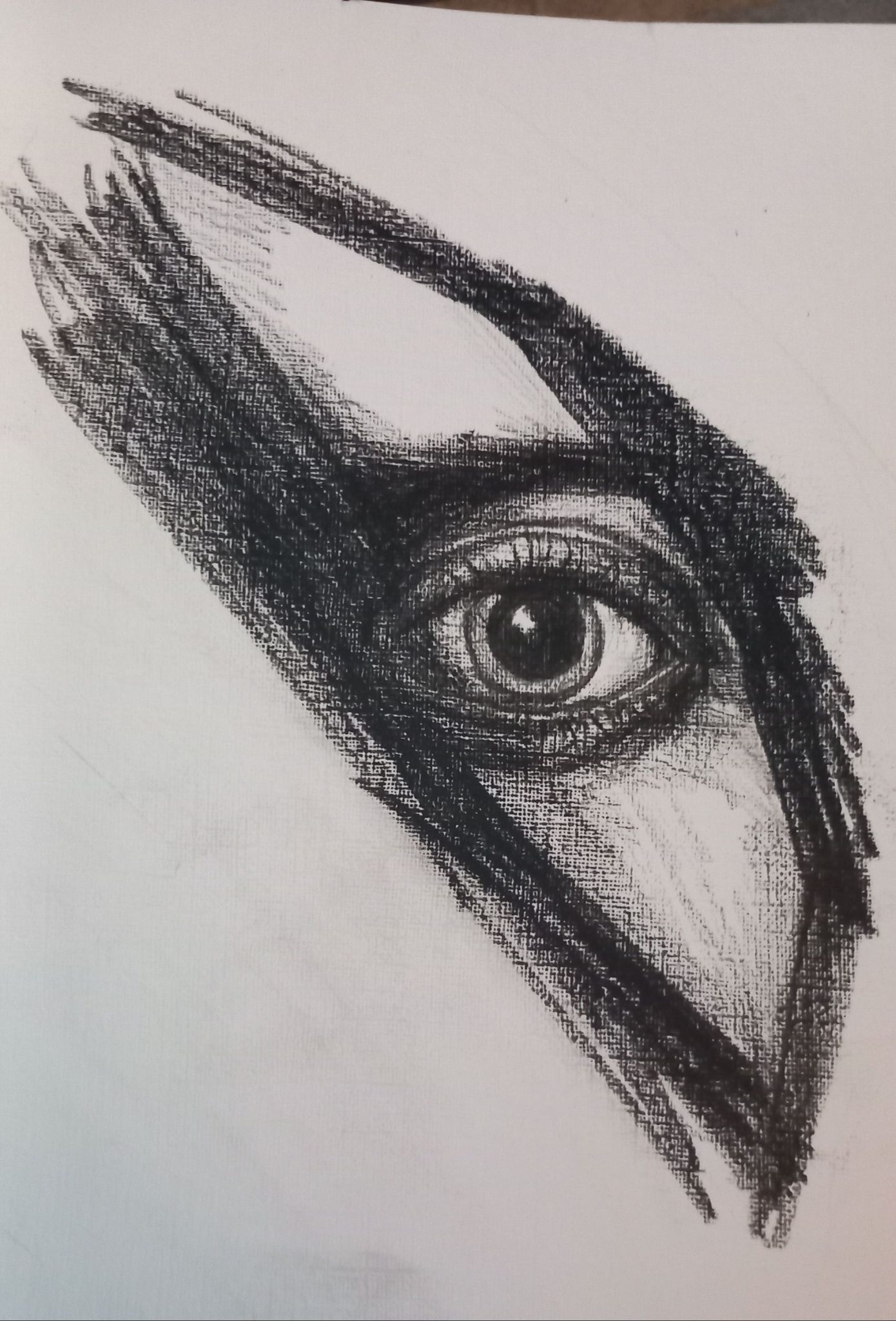 14b n 4b pencil sketch of eye looking directly at you