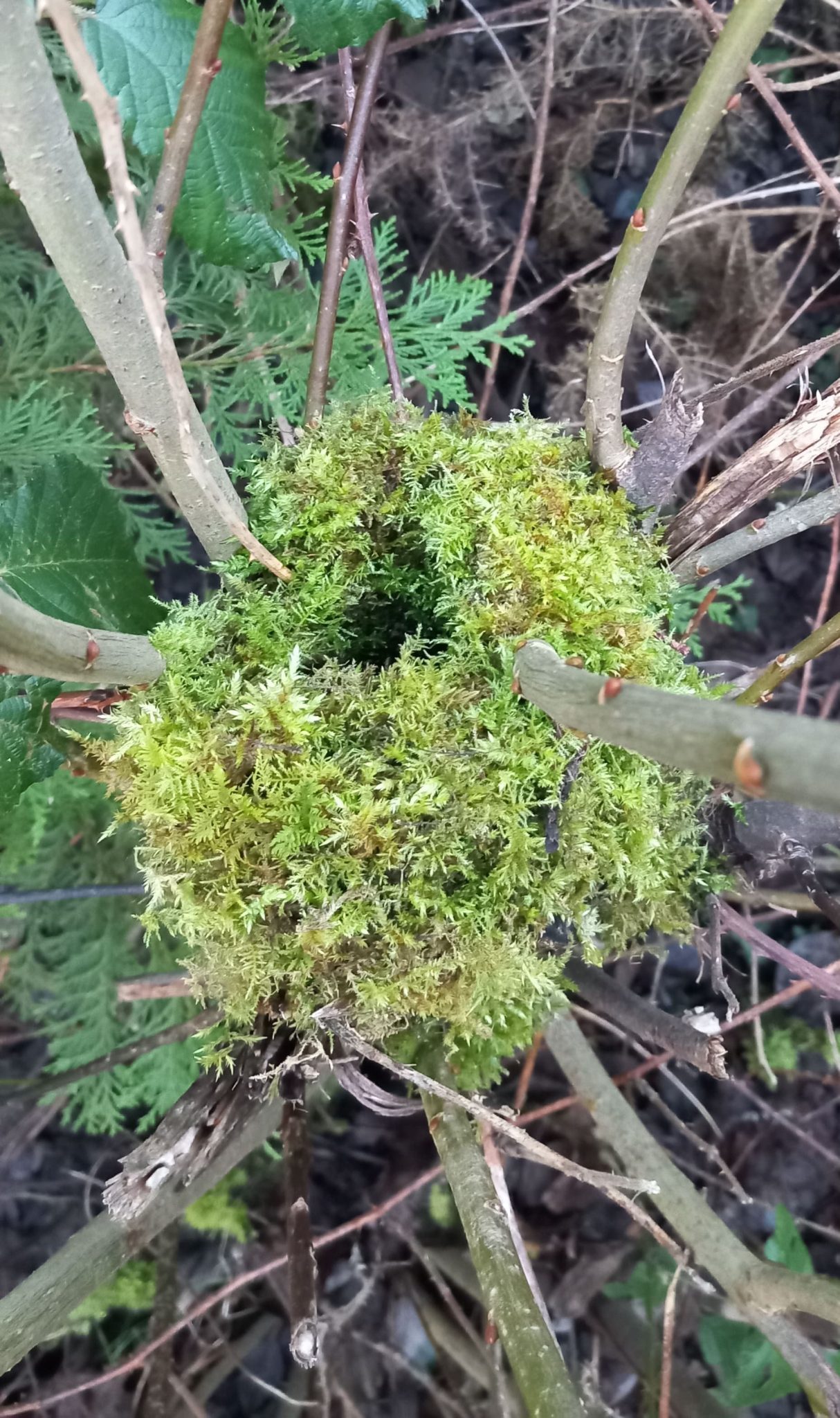 photograph of a moss birds nest woven into the centre of a coppice young willow tree , it encompasses several as it builds up. when the leaves grow it will be impossible to see.