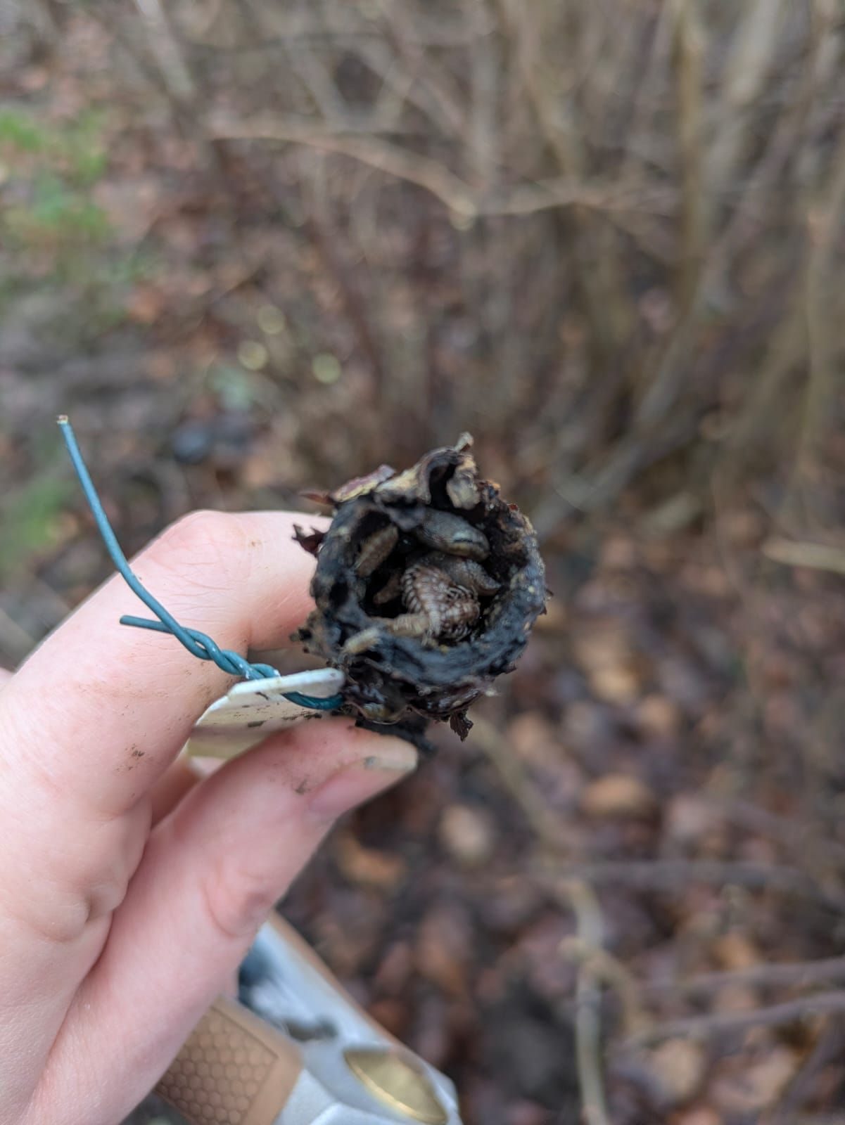 Hibernating centipedes and slugs in a stick