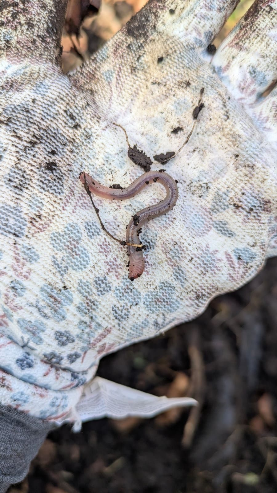 A gloves hand holds a lovely pink and purplish work it has delightful stripes on it and is looking up with intrigue