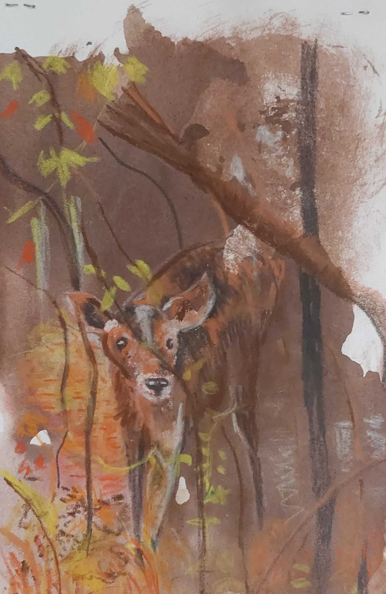 A shy bush buck peering through the forest