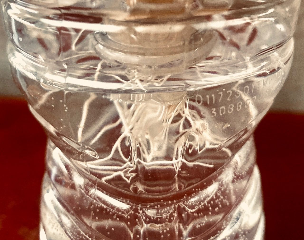 Photograph of the midrift of a plastic bottle. Bottle filled with water. Roots of garlic plant dangling in the water.