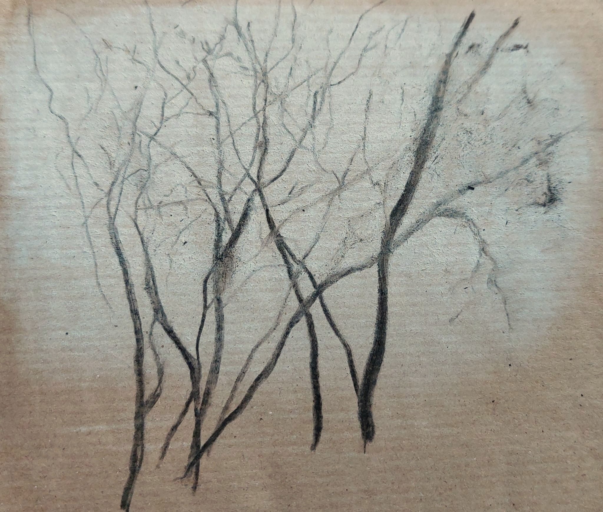Drawing of trees with charcoal and chalk on brown paper