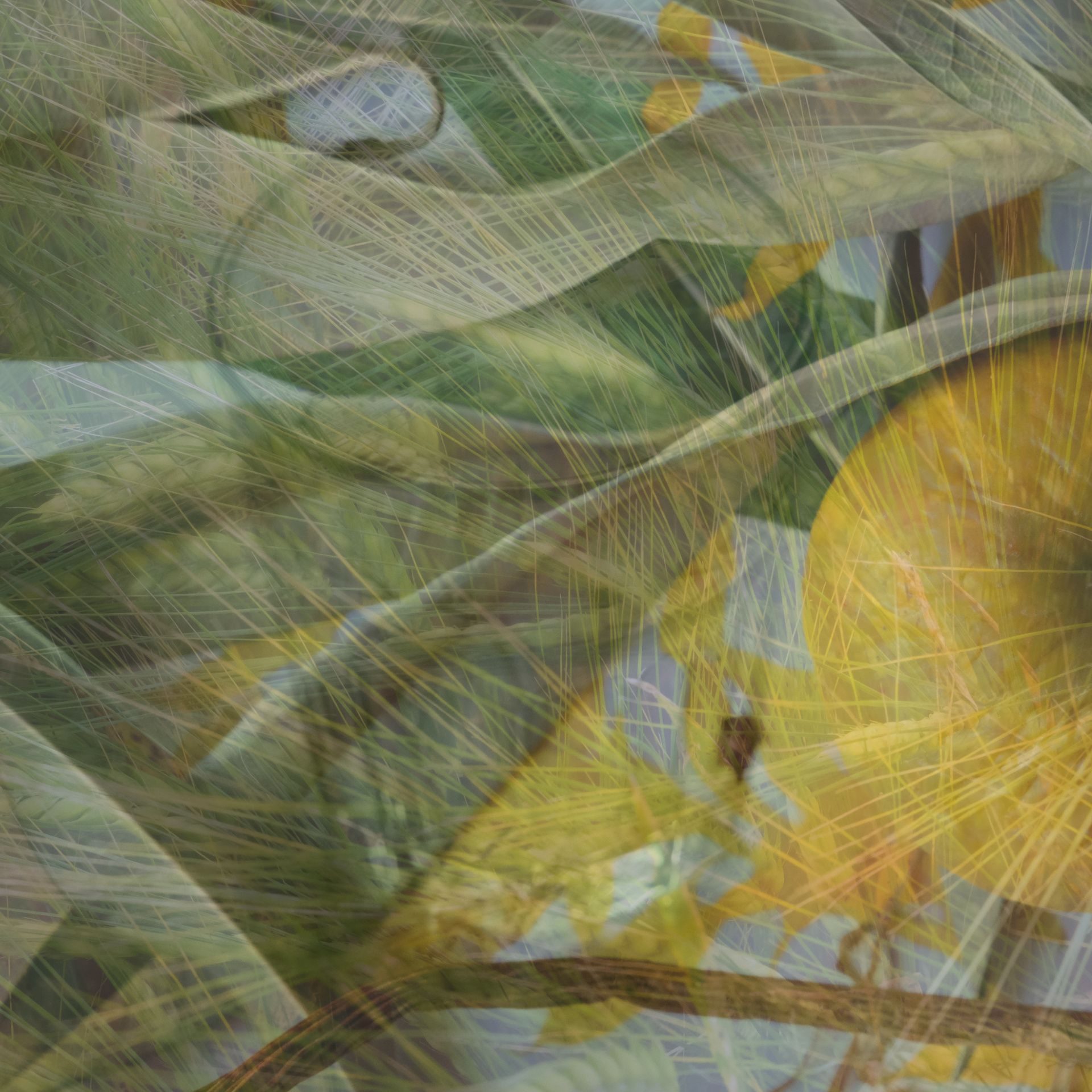 photography based digital image