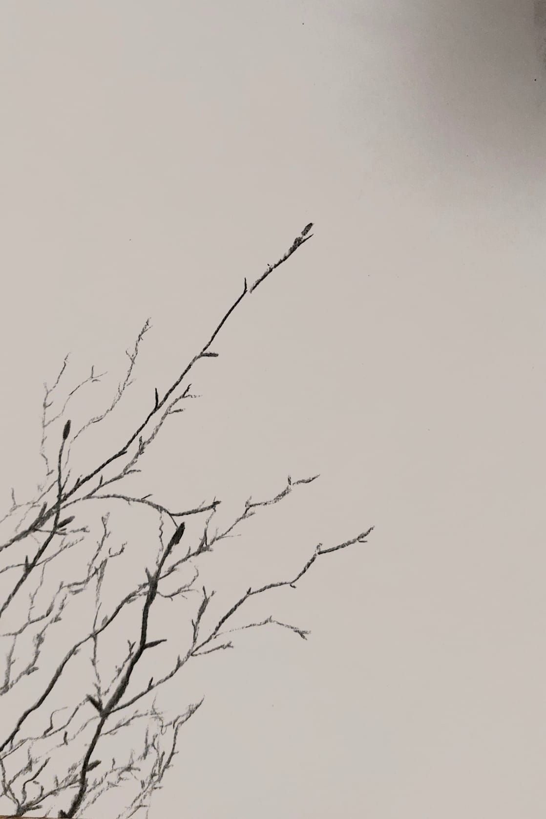 charcoal drawing of tree branches from below