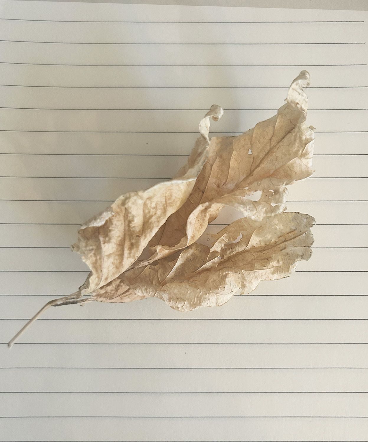 image of a dried bunch of elm leaves on a piece of note paper
