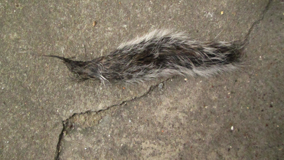 a blood stained tail, grey with white tips to the fur, a remnant of squirrel who lives up in the eaves, left severed on the door  cracked door step, is the evidence of the fight , has the squirrel lived to see new day, or did the fox win this battle of nature fierce in tooth and claw