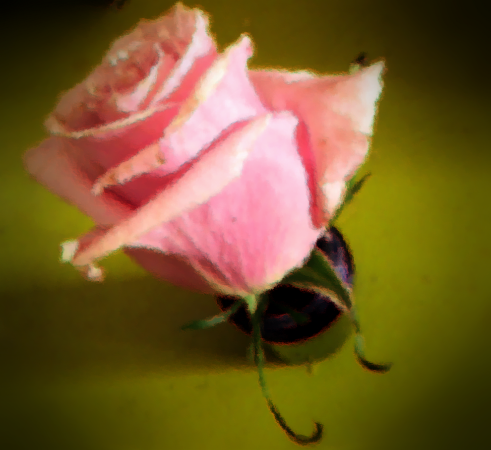 A single rose, fading around the edges its petals, placed in a lime green background, slightly softened focus and brushstrokes,  the freshness and perfection of the newly opened bloom past, forever.