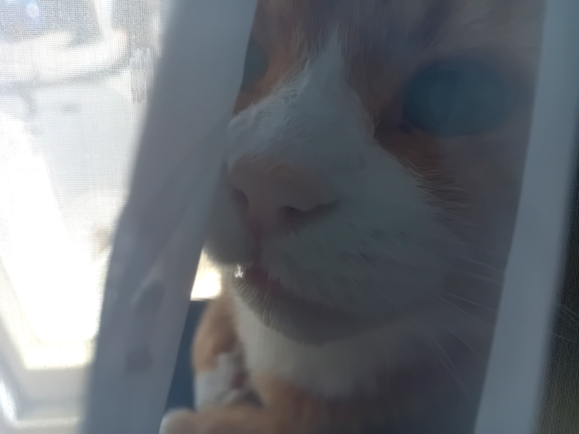 a ginger white tomcat is obscured behind he folds of a net curtain, a fragments of the pattern, create extra texture and further obscure the background