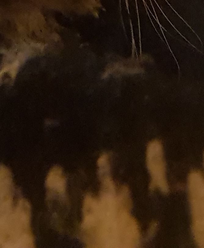 Small section of fairisle jumper and cat's whiskers