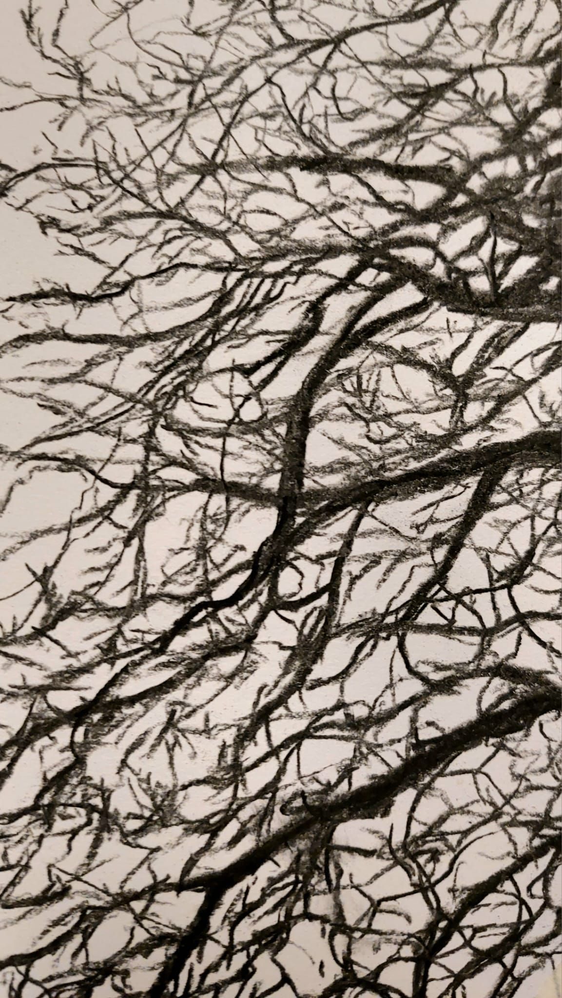 Quick charcoal sketch on white paper of tree canopy.