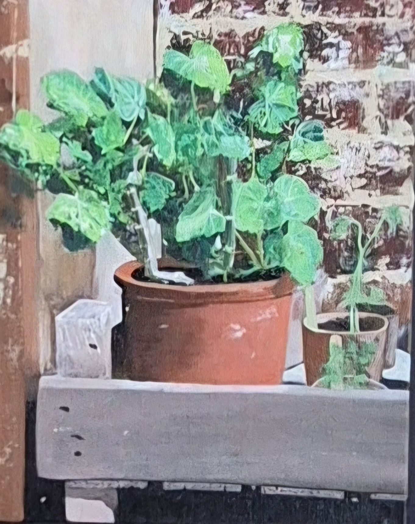 Life grows gently against rough walls, finding light in the smallest corners.