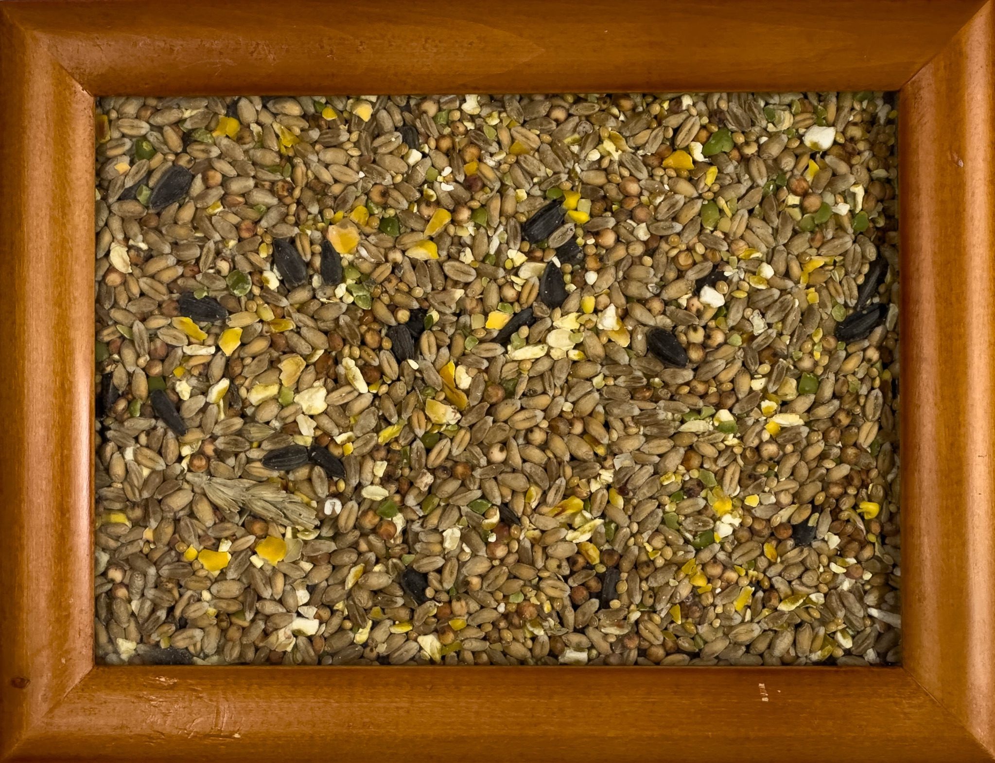 Picture frame full of bird seed