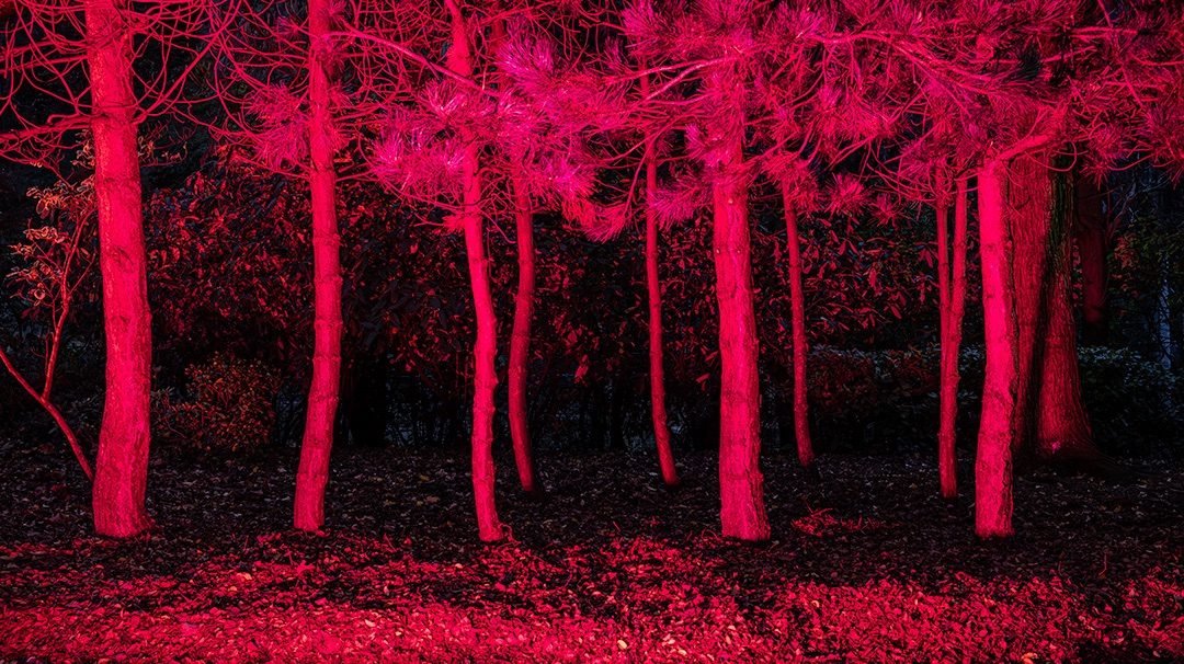 Night time scene of series of tree trunks lit by red light