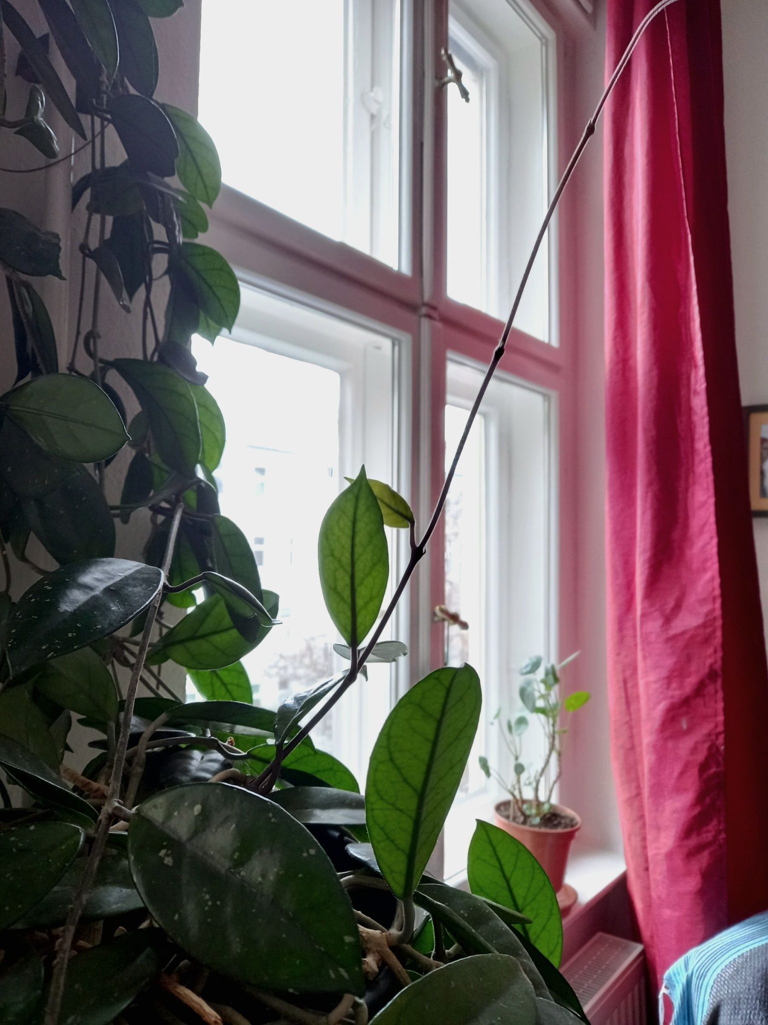hoya plant with a growing branch.