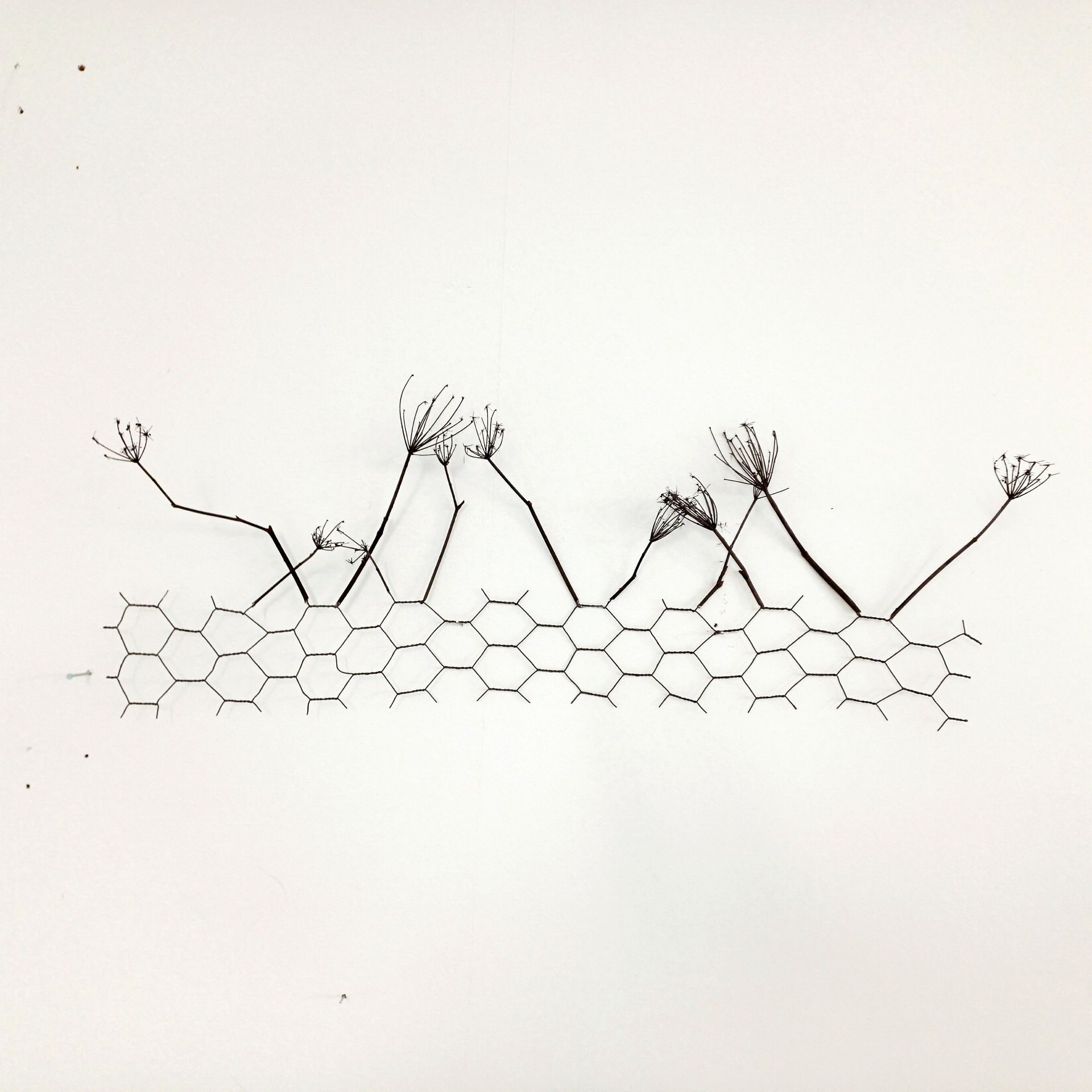 Seed heads are attached to the top of a strip of chicken wire so they read as having small conversations between themselves.