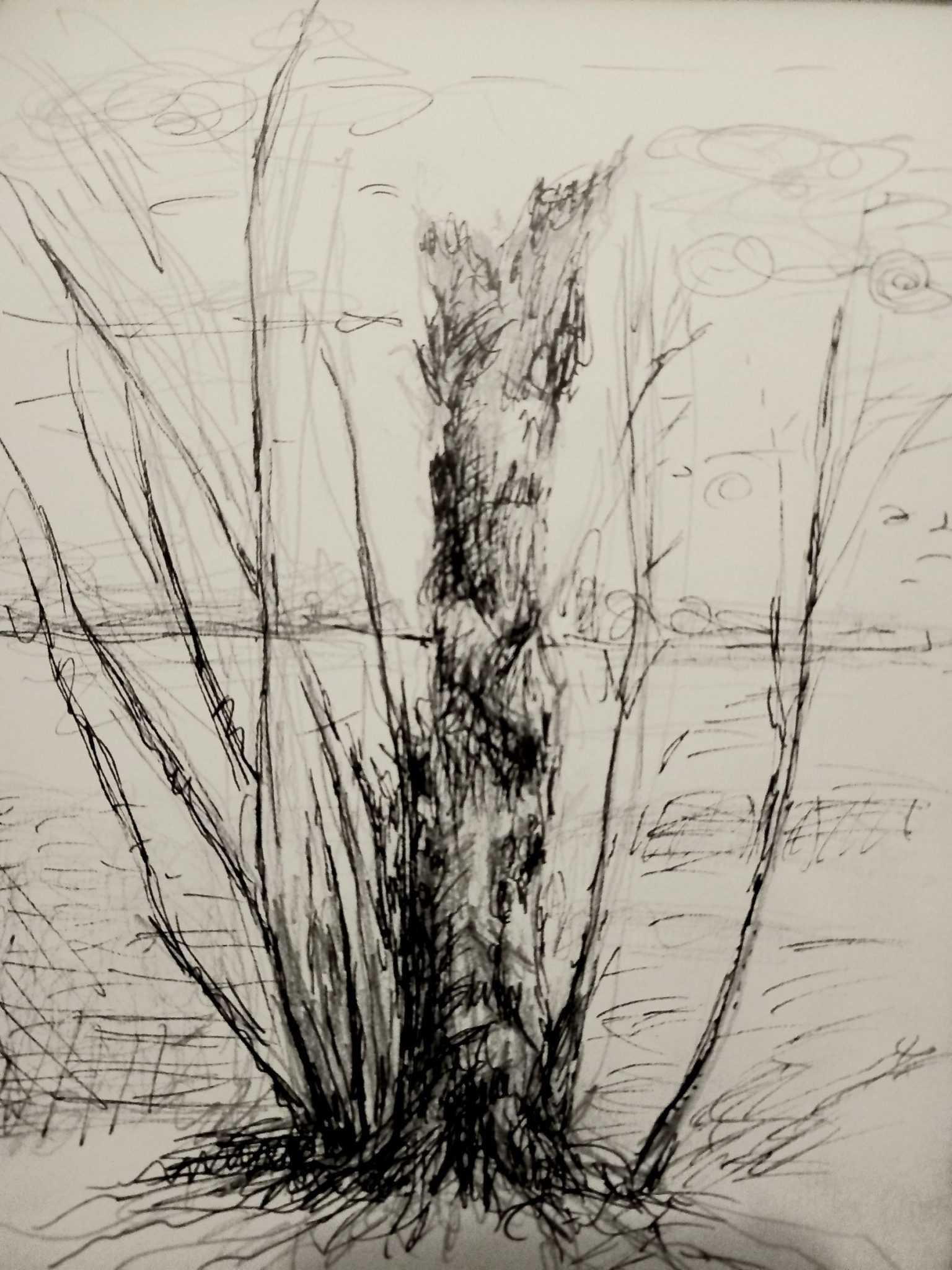 went to the Peter dog exhibition to get inspired. I drew a photo of a tree I took yesterday walking along the Thames. pencil and pen.