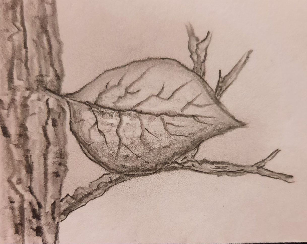 Pencil drawing of a single leaf attached to the trunk of a tree supported by a tiny branch.