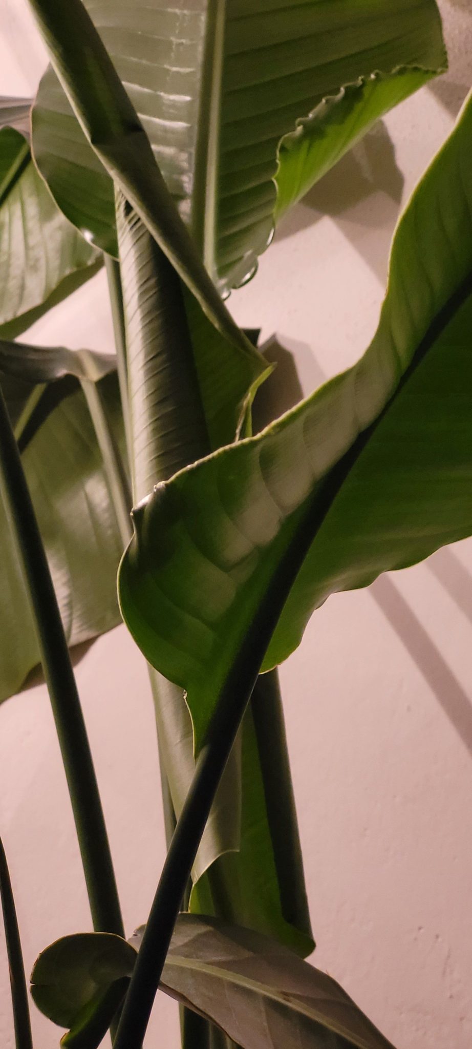 Plant's leaves shadow