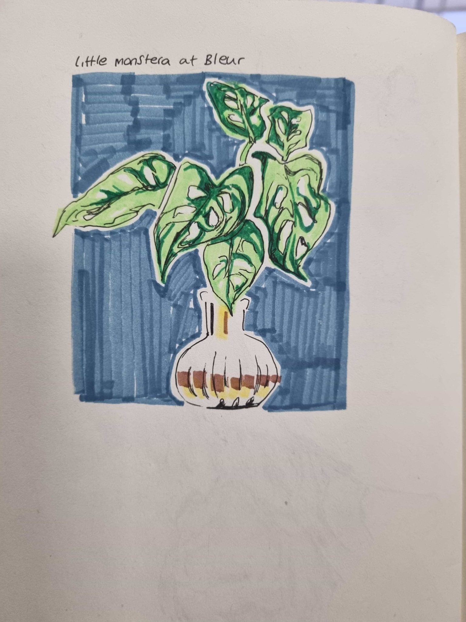 A sketch of a montera plant in a round vase