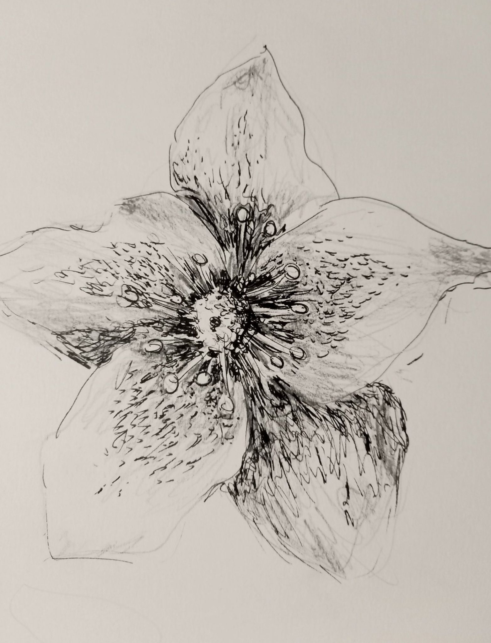 drawn from a picture taken by my friend in their garden.  pen and pencil