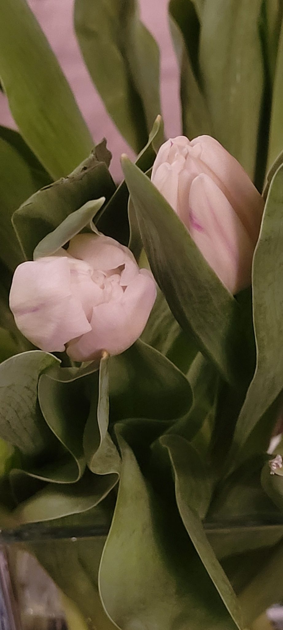 Two white tulips buds
