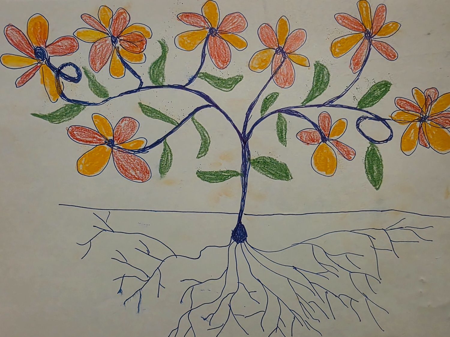Drawing of a planted seed with extensive roots , windy stems, green leaves and simple orange and red flowers on a pale blue background