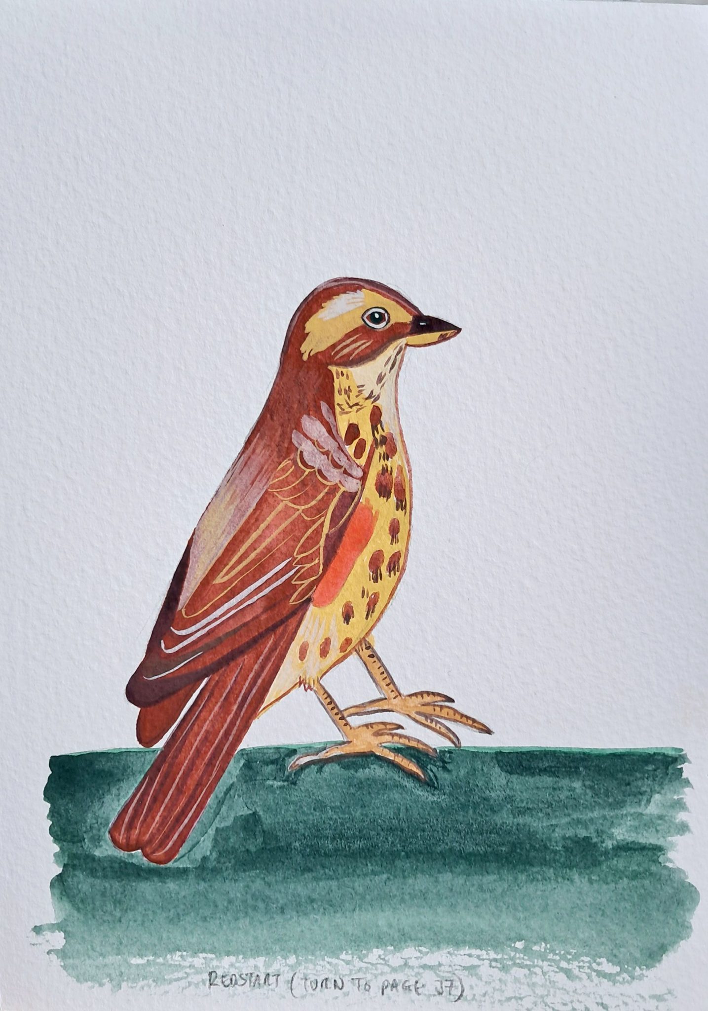 A painting of a Redstart