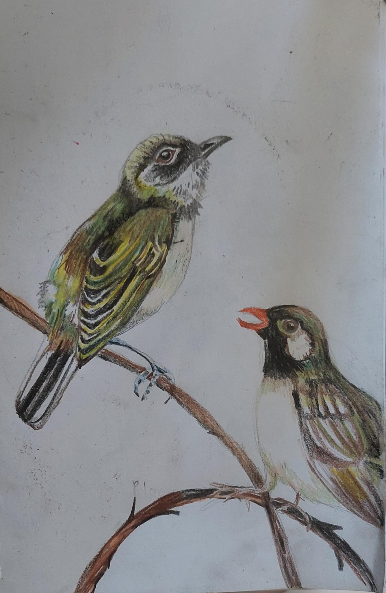 Two honeyguides perched on branches